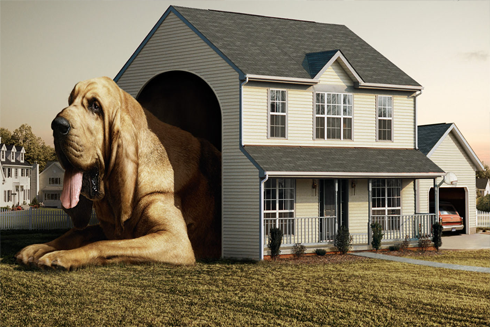 Pet Odor Removal