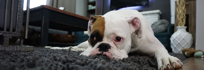 Pet Odor Removal